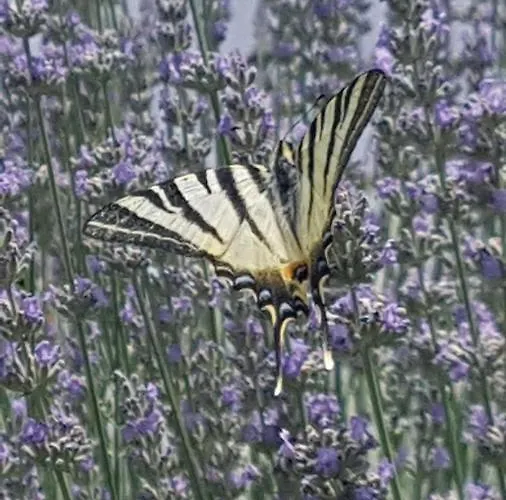 Apartman Lavanda Garden *
