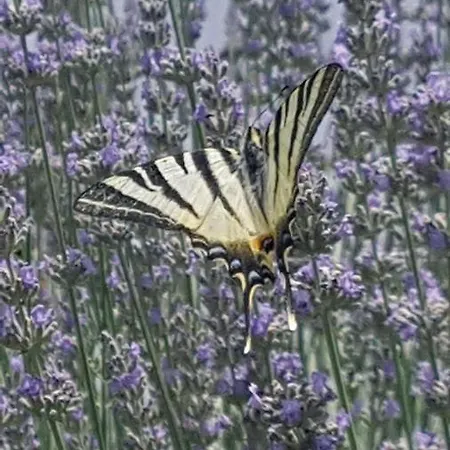 Daire Lavanda Garden *